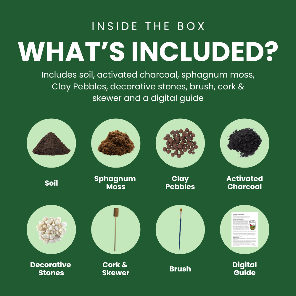 Blooming Box, Large Plant, DIY Terrarium Kit, Eco Friendly Packaging