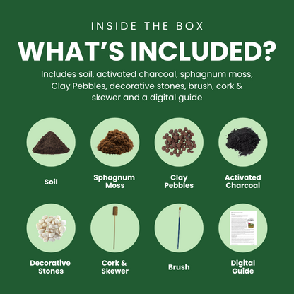 Blooming Box, Large Plant, DIY Terrarium Kit, Eco Friendly Packaging