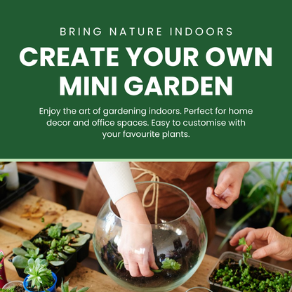 Blooming Box, Large Plant, DIY Terrarium Kit, Eco Friendly Packaging