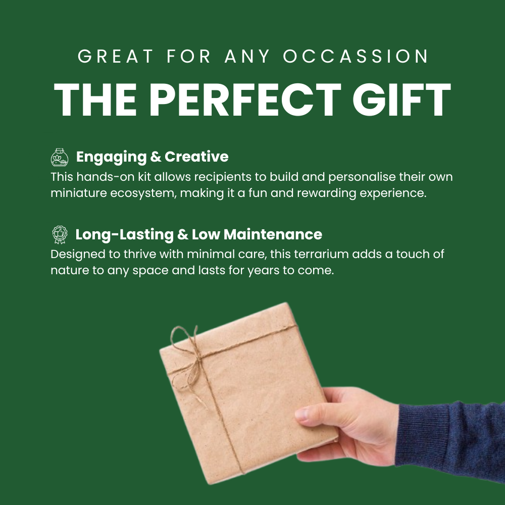 Blooming Box, Large Plant, DIY Terrarium Kit, Eco Friendly Packaging