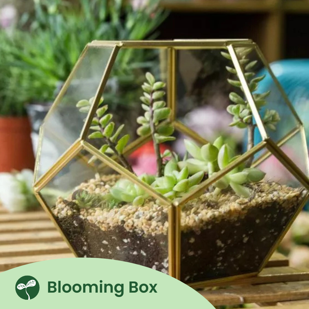 Blooming Box, Large Plant, DIY Terrarium Kit, Eco Friendly Packaging