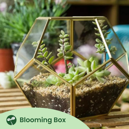 Blooming Box, Large Plant, DIY Terrarium Kit, Eco Friendly Packaging
