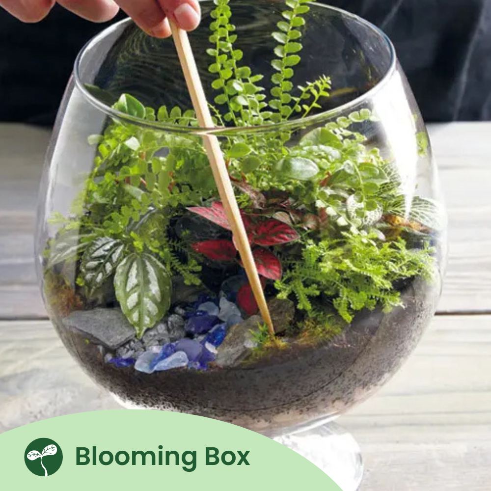 Blooming Box, Large Plant, DIY Terrarium Kit, Eco Friendly Packaging